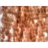 LEVENHUK N10 NG — набор готовых микропрепаратов 29279